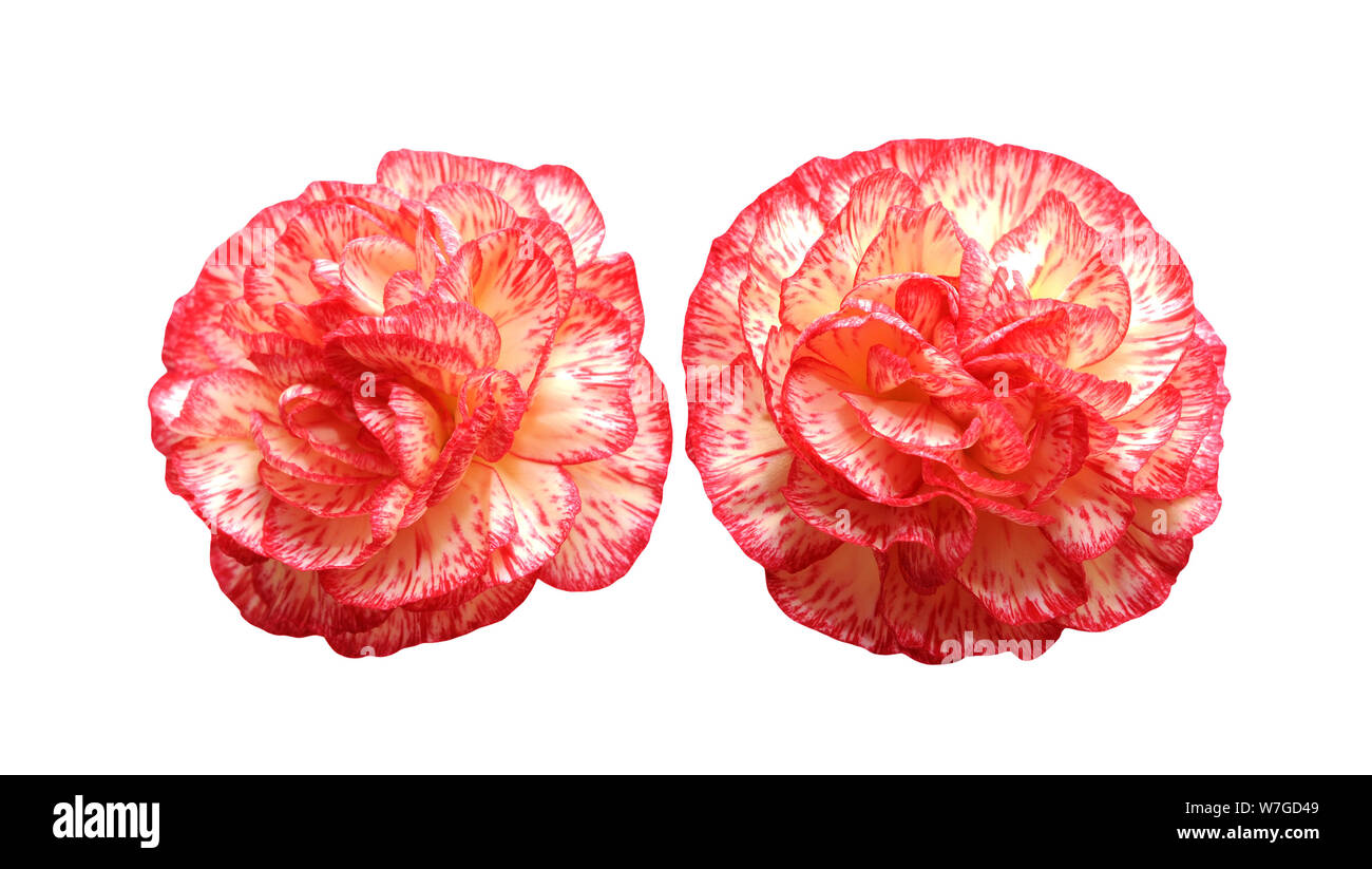 two carnation flowers isolated on white background Stock Photo - Alamy
