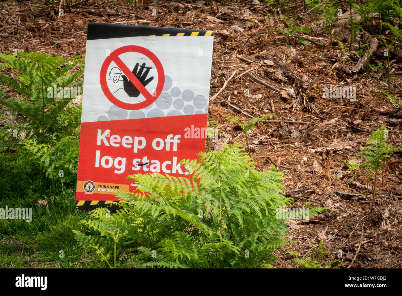 A 'Keep Off Logstack' sign on a forest floor surrounded by green bracken Stock Photo