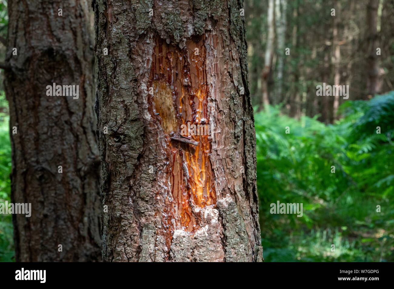Tree sap oozing from an area of damaged bark Stock Photo