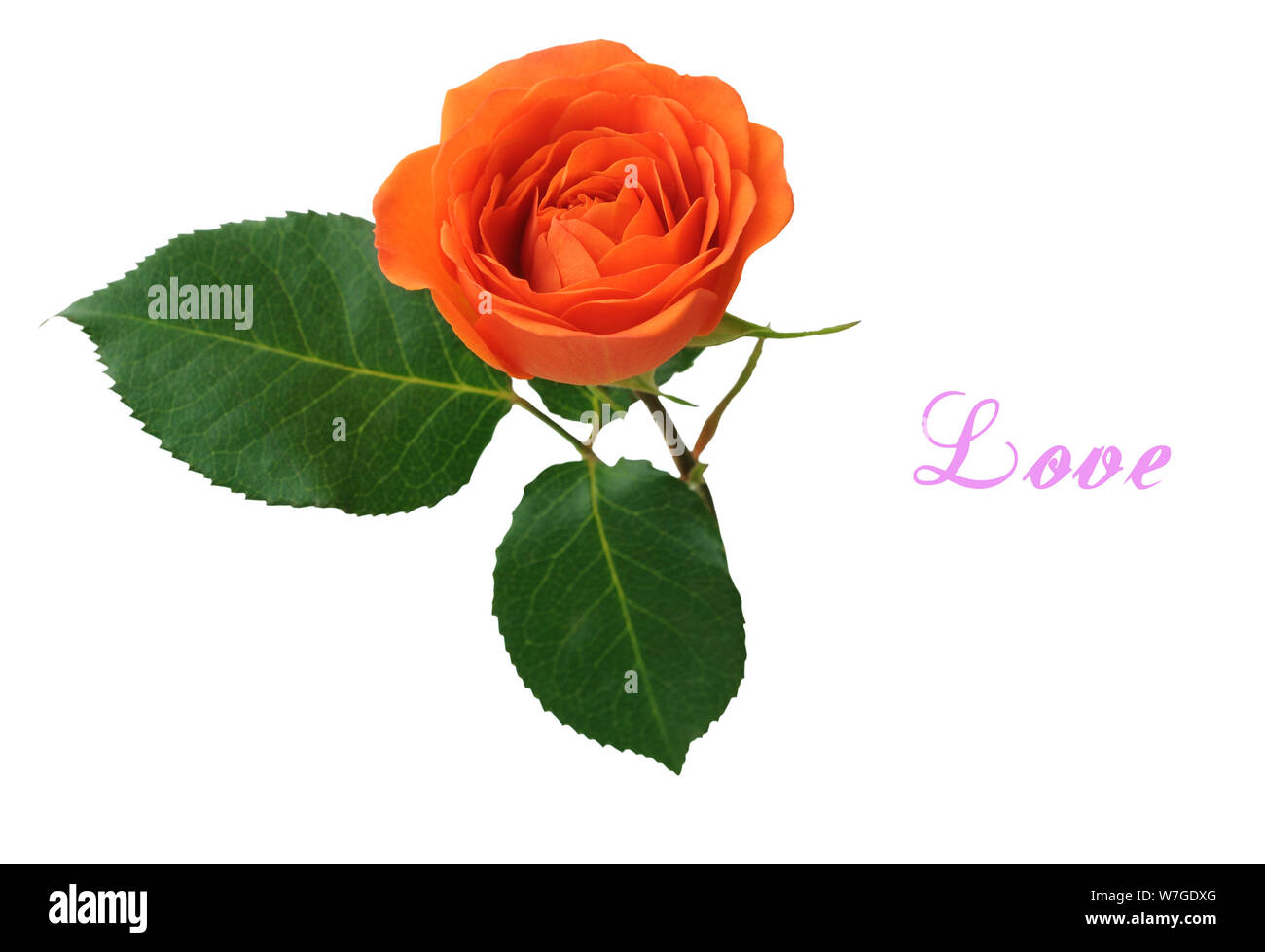 single orange rose isolated on white background Stock Photo - Alamy