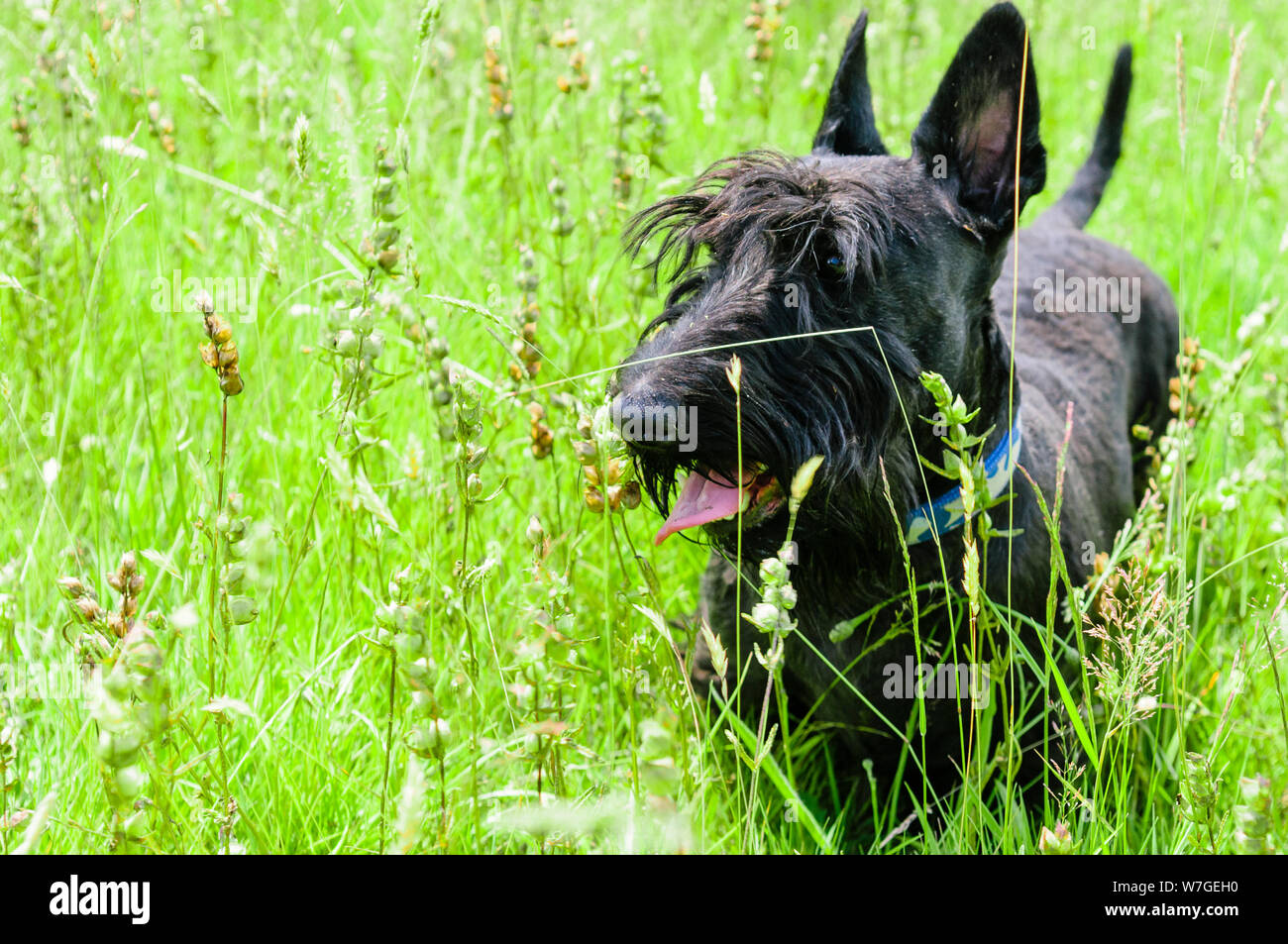 can a cavalier king charles spaniel and a scottish terrier be friends