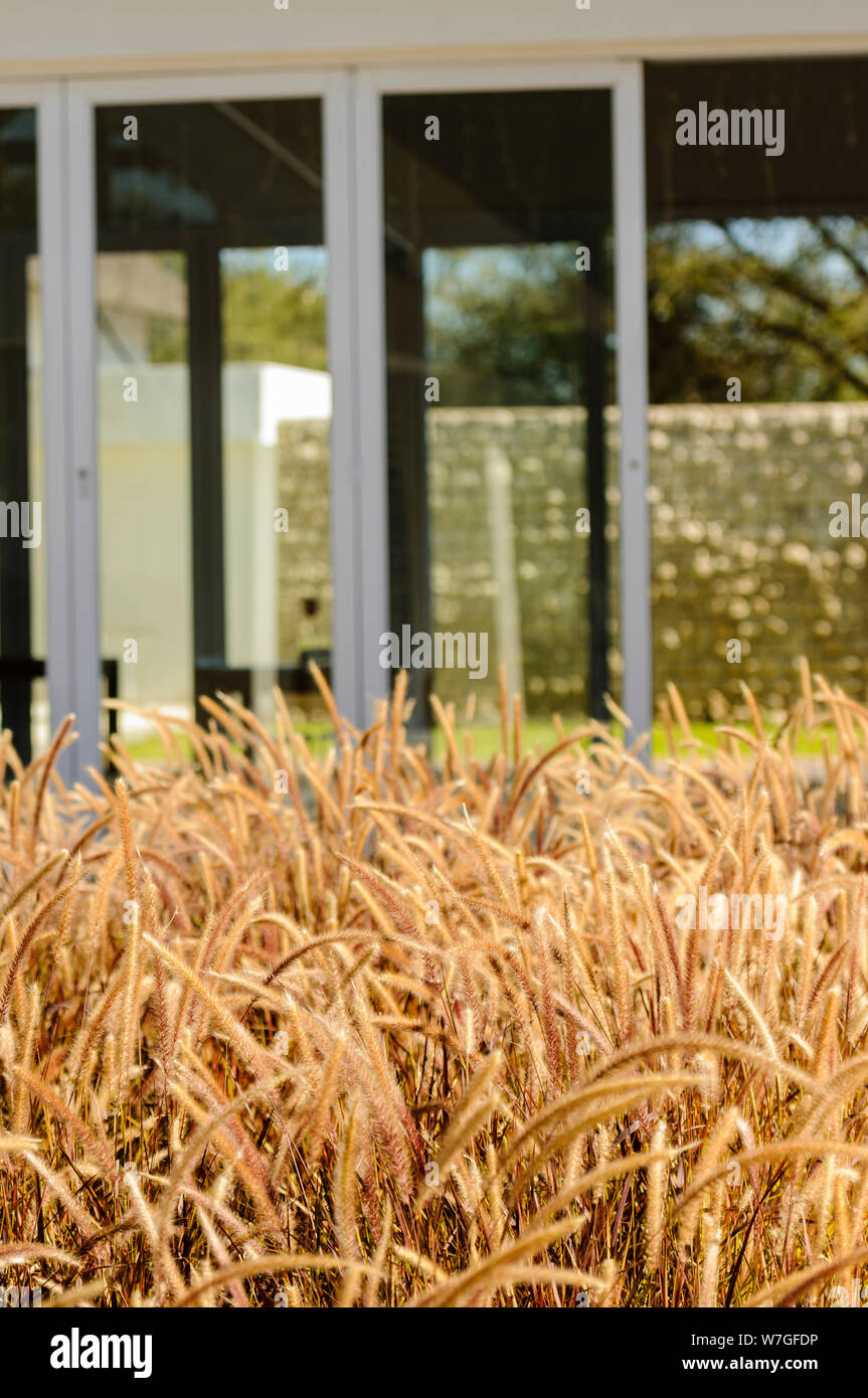 Dried grass heads in the garden outside a modern house. Stock Photo