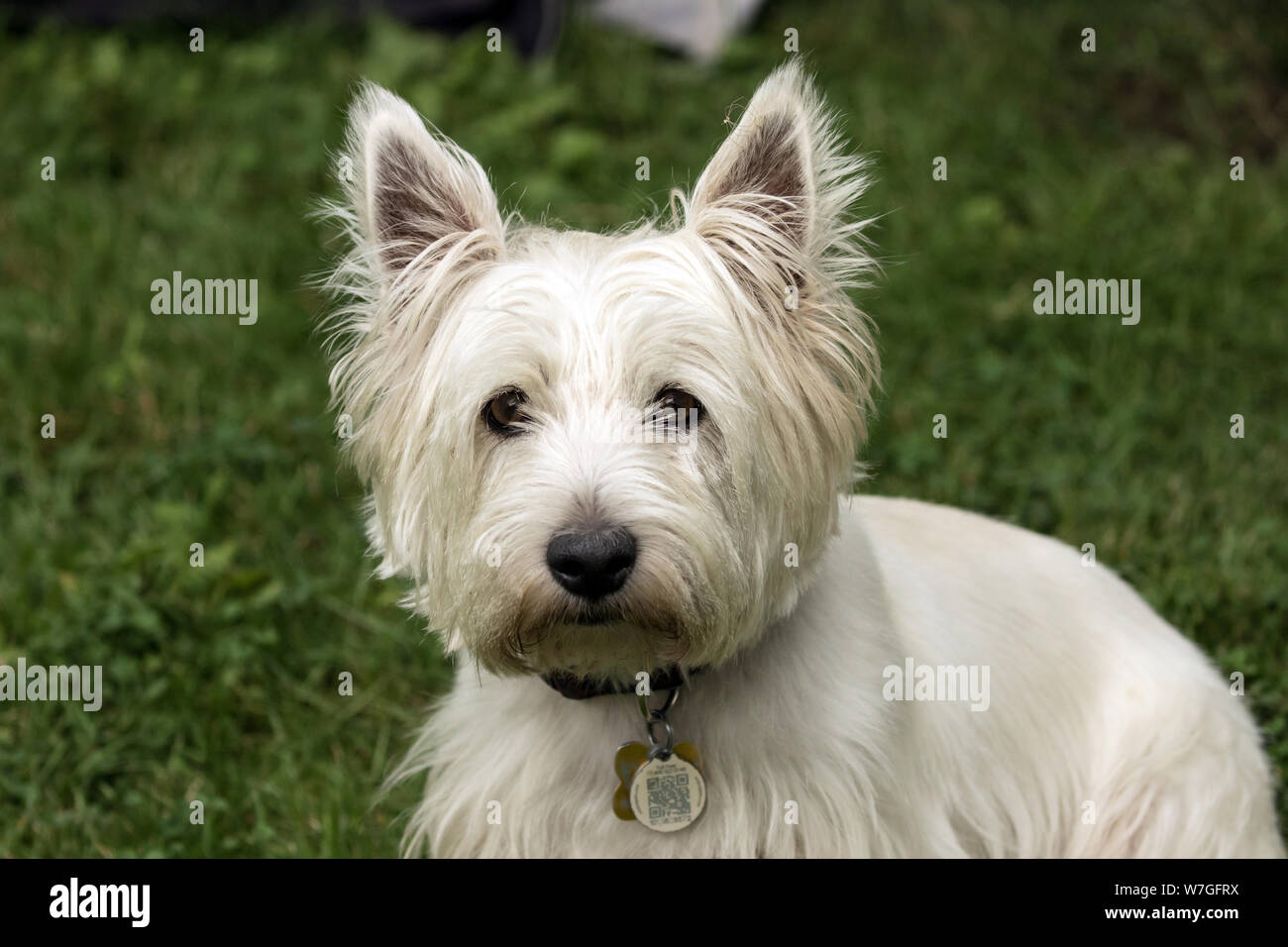 Portrait of adorable  pet dog,West Highland White Terrier looking at camera.Background is grass green. Stock Photo