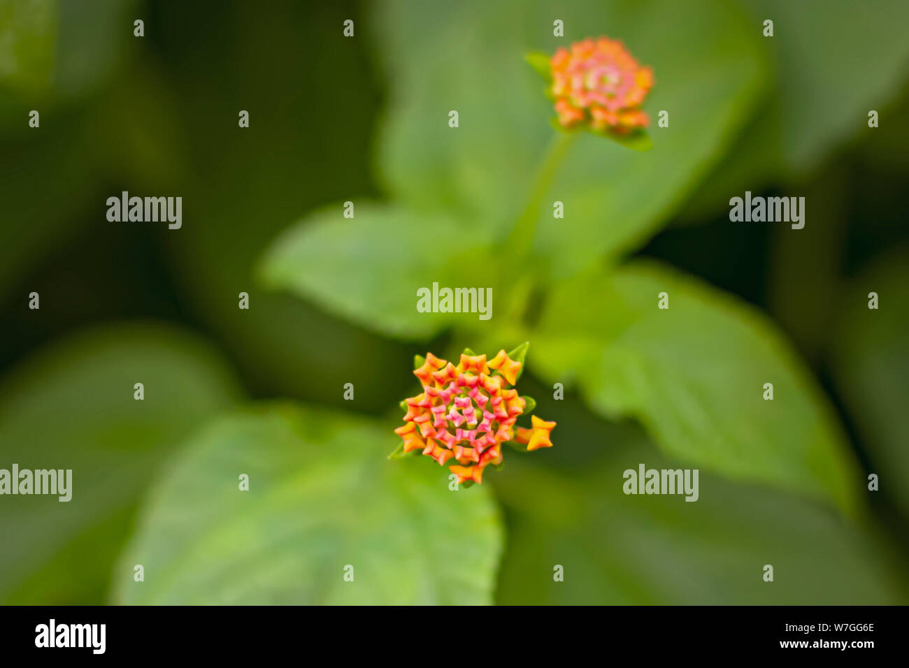 Beautiful and colorful flower photos hi-res stock photography and ...
