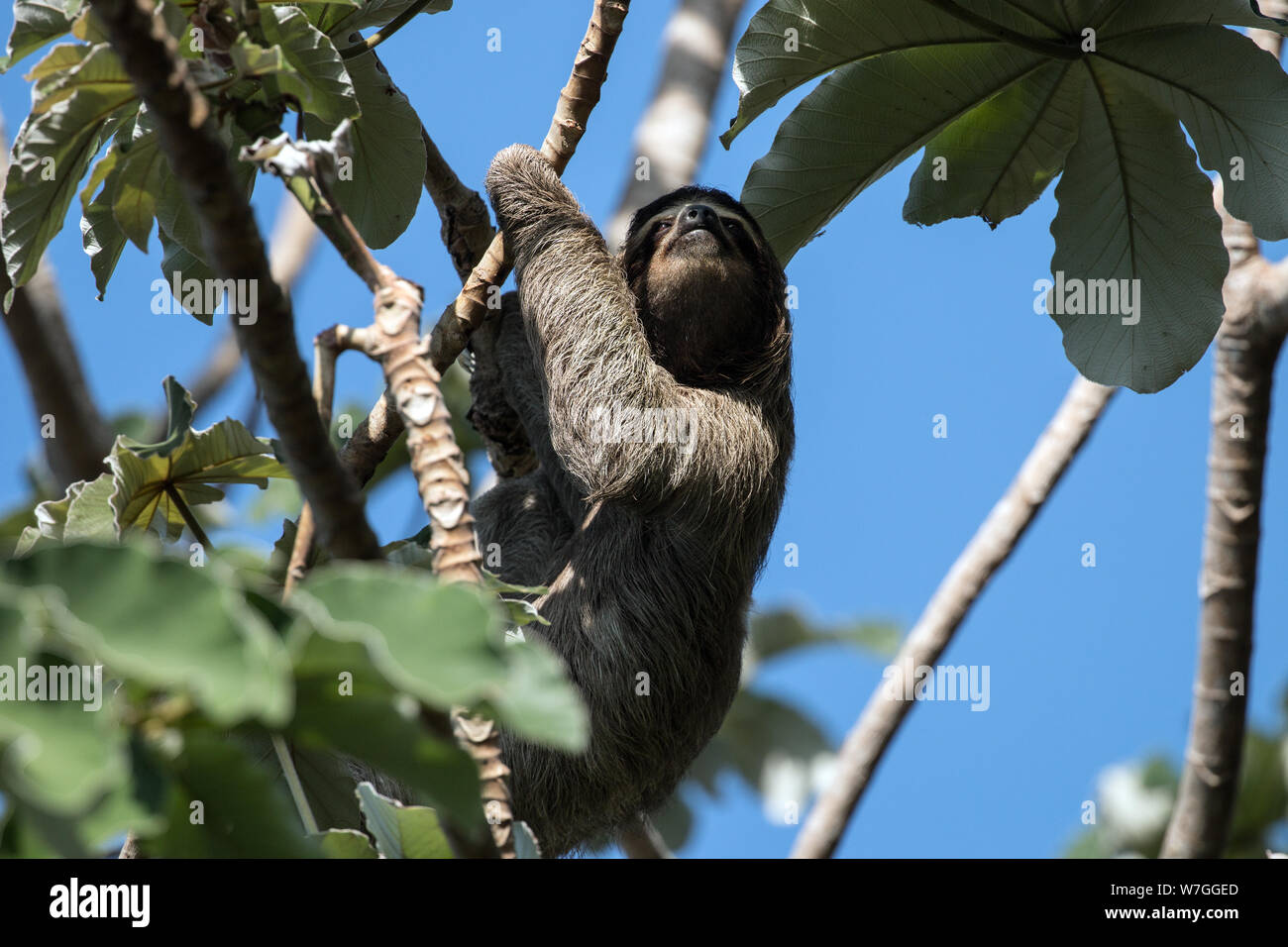 Closeup of Three-toed Sloth in Cecropia Tree,Panama City. Scientific name of this animal is  Bradypus varigatus. Found in Latin America. Stock Photo