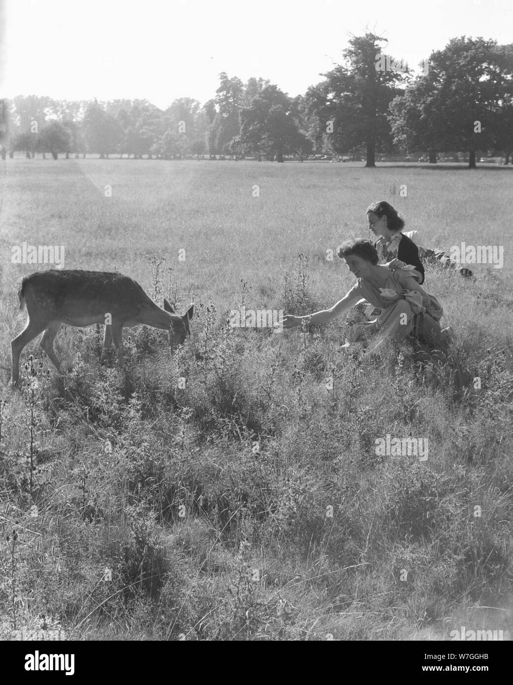 1950s, historical, two women, a mother and daughter getting close to a deer grazing in Bushy Park, a deer park and large area of parkland near Hampton Court, Surrey, England, UK. A Royal Park, in 1529, KIng Henry V111, a keen hunter established the areas around Hampton Court Palace as deer-hunting grounds. Stock Photo