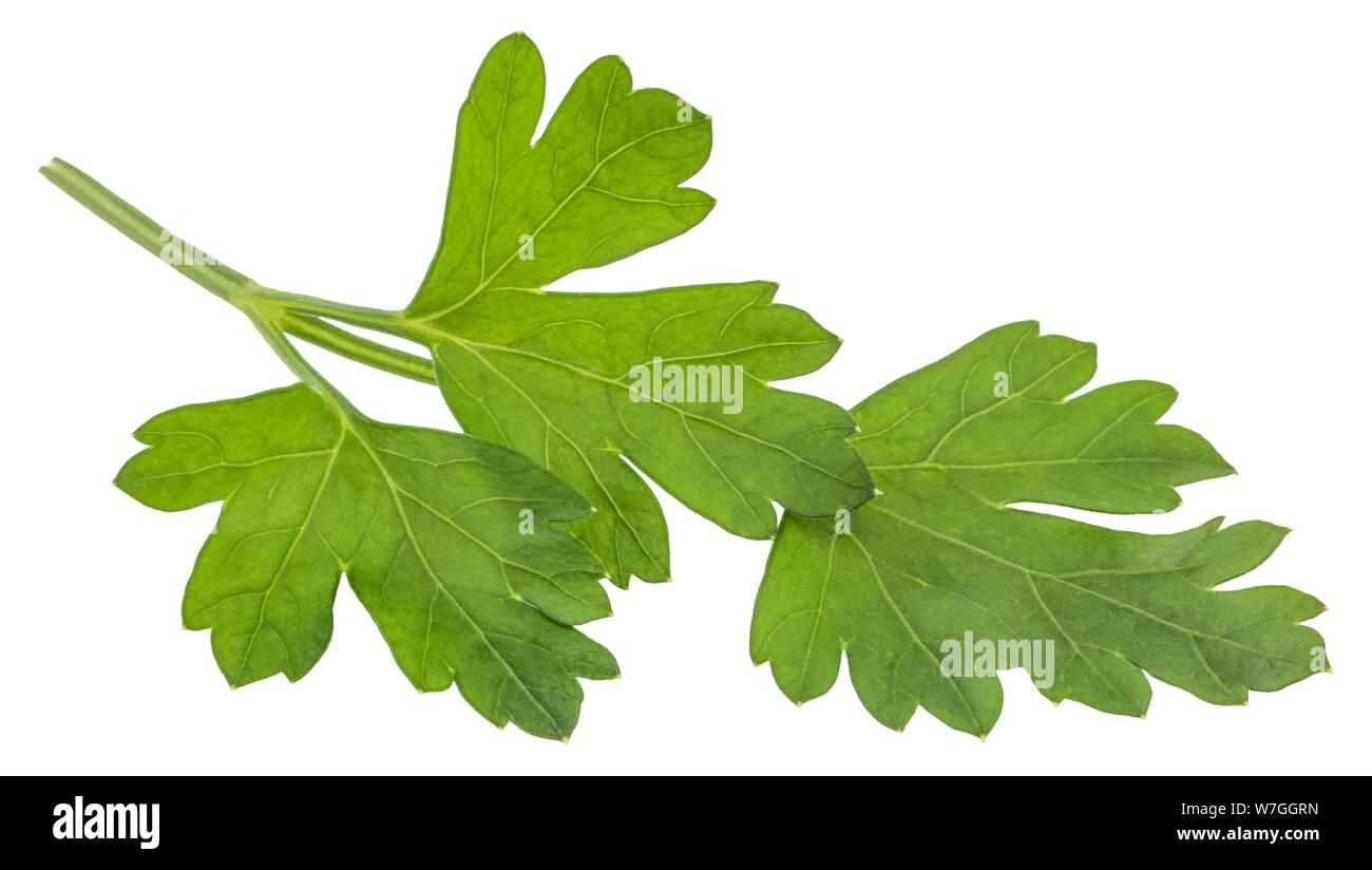 Leaves of fresh parsley  isolated on white background. macro. Stock Photo