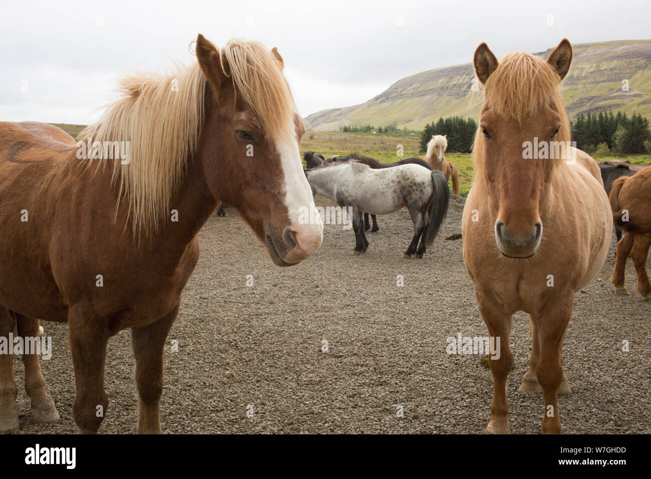 Portrait or close up of two Icelandic horses in Iceland relaxing in their enclosure on a farm Stock Photo
