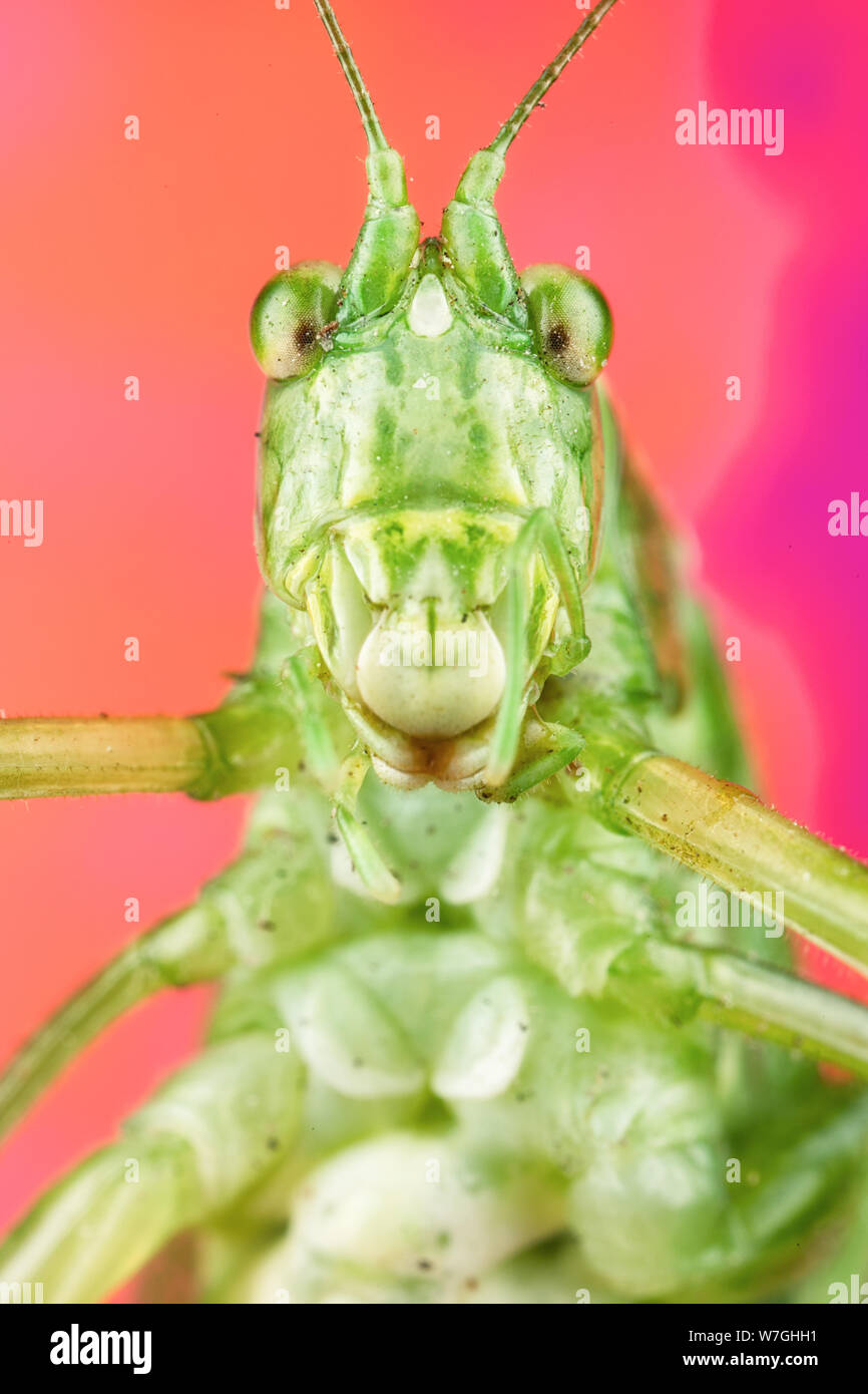 Macro photo of a green katydid with a goofy face and lots of detail ...