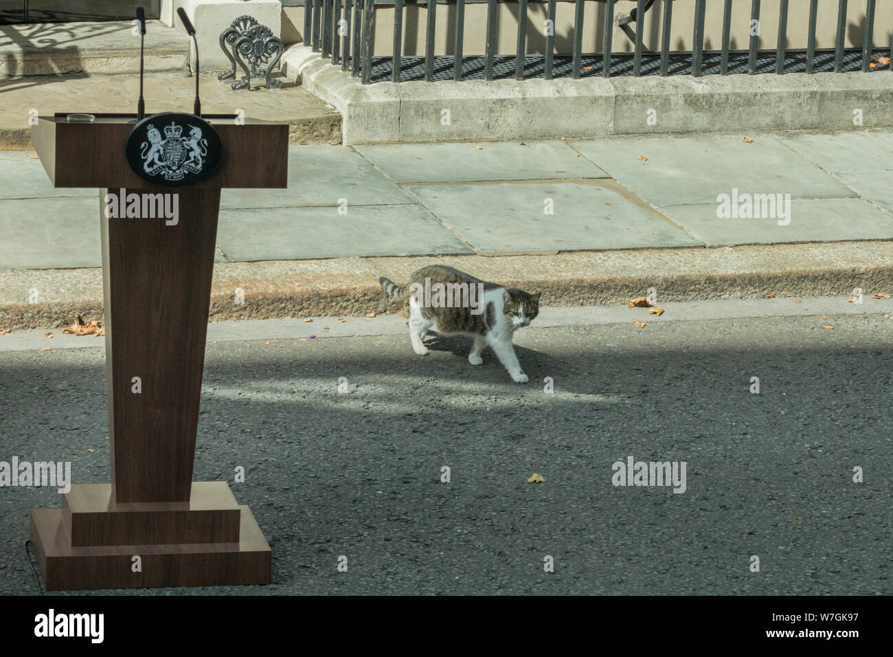 Larry the Downing Street Cat, Chief Mouser to No 10, walks past a lectern, speaker's podium outside the entrance Stock Photo