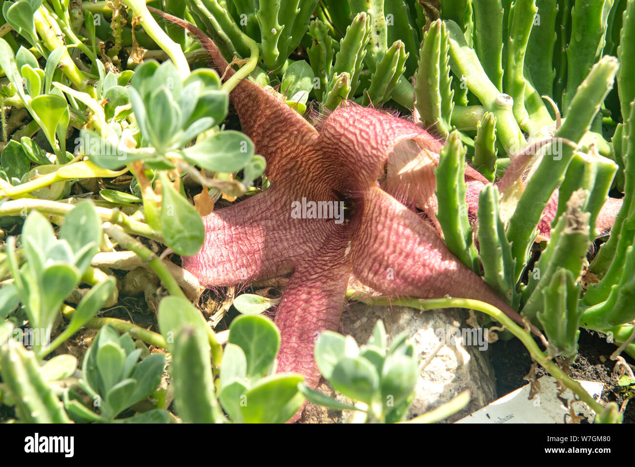 Stapelia grandiflora, Starfish Cactus Stock Photo Alamy