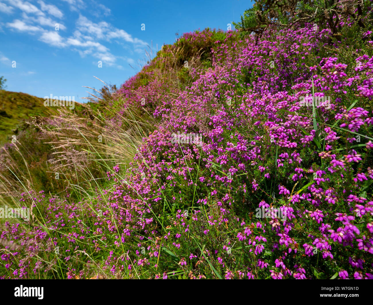 Beautiful purple heather on the moorland Dartmoor Stock Photo - Alamy
