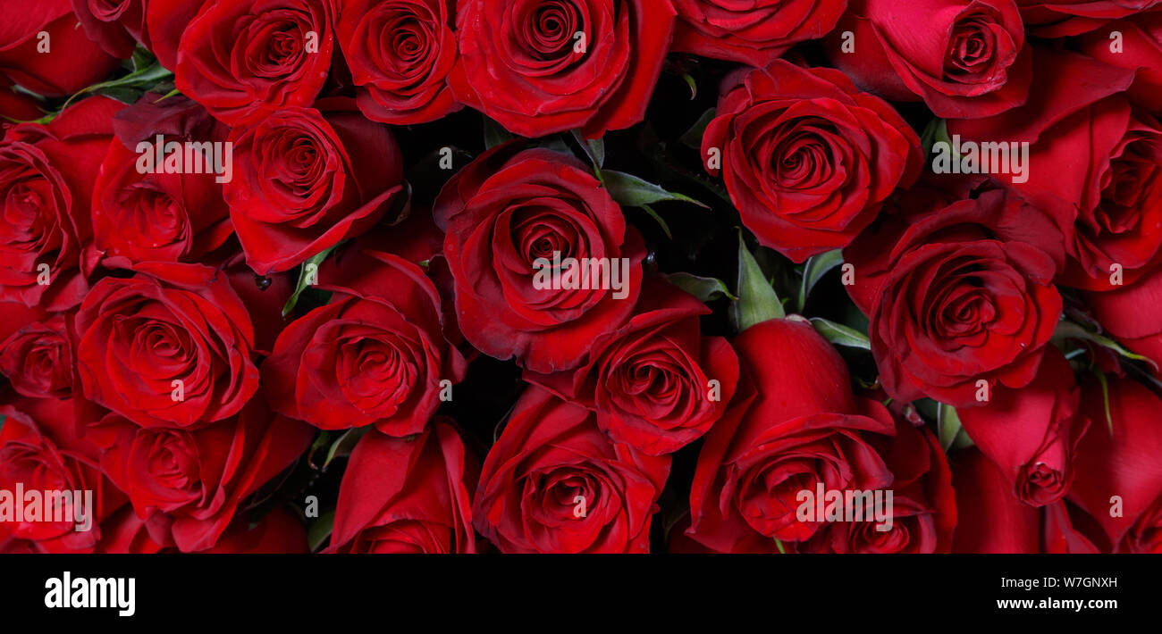 Natural red roses background. Flower bouquet fresh dark red roses close ...