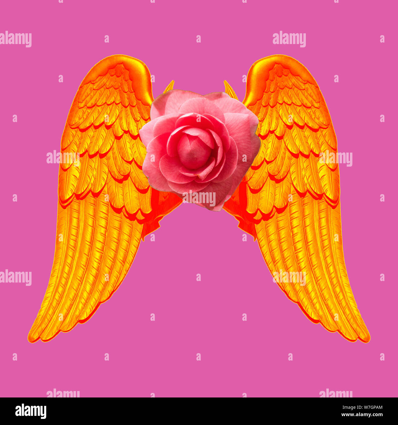 Golden wings rose hires stock photography and images Alamy