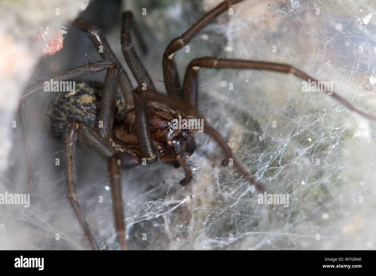 Big house spider (tegenaria domestica) sits in the net for capturing insects Stock Photo