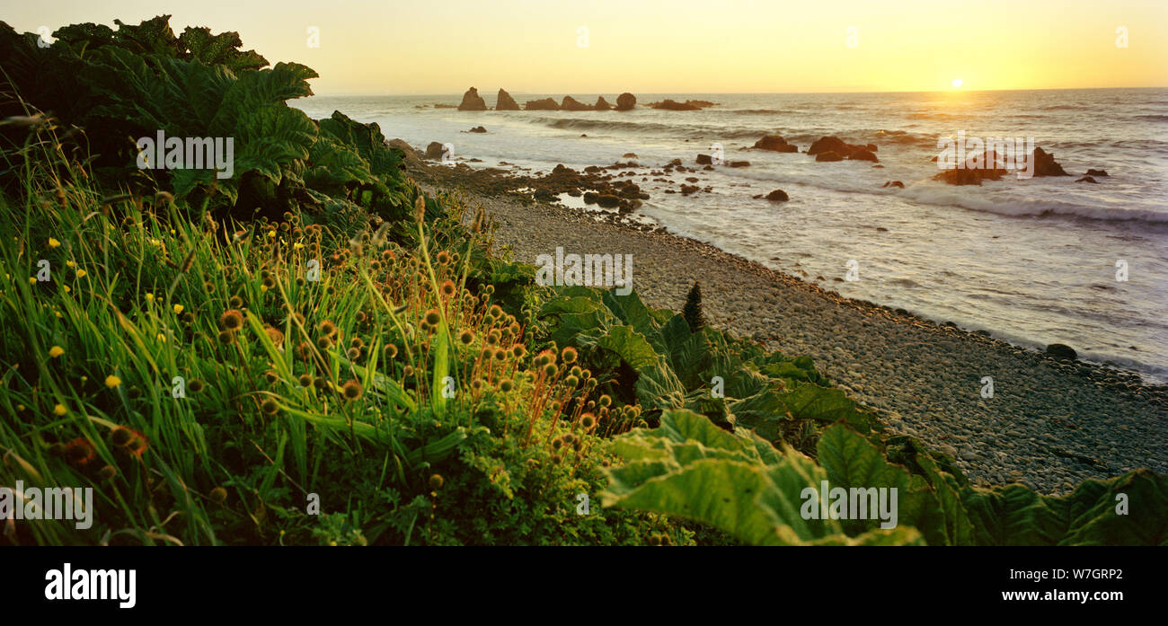Beach with plants on shoreline at sunset Stock Photo