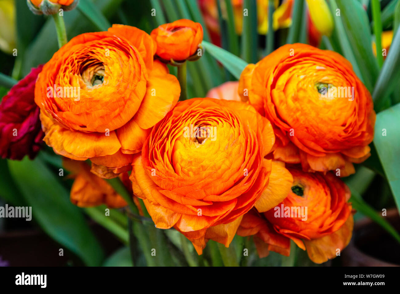 Orange peony outlet