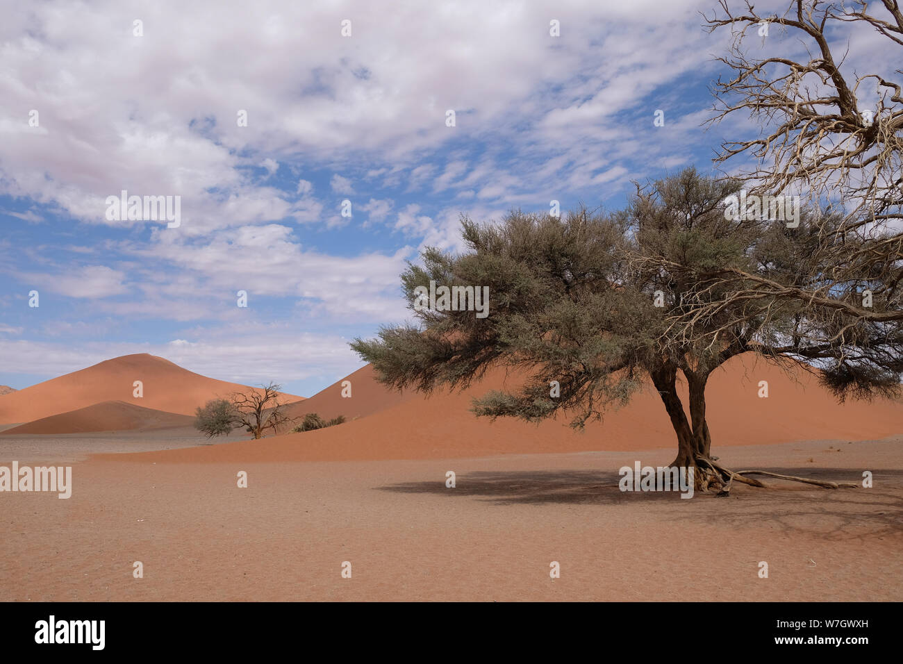 Deadvlei namibia hi-res stock photography and images - Alamy