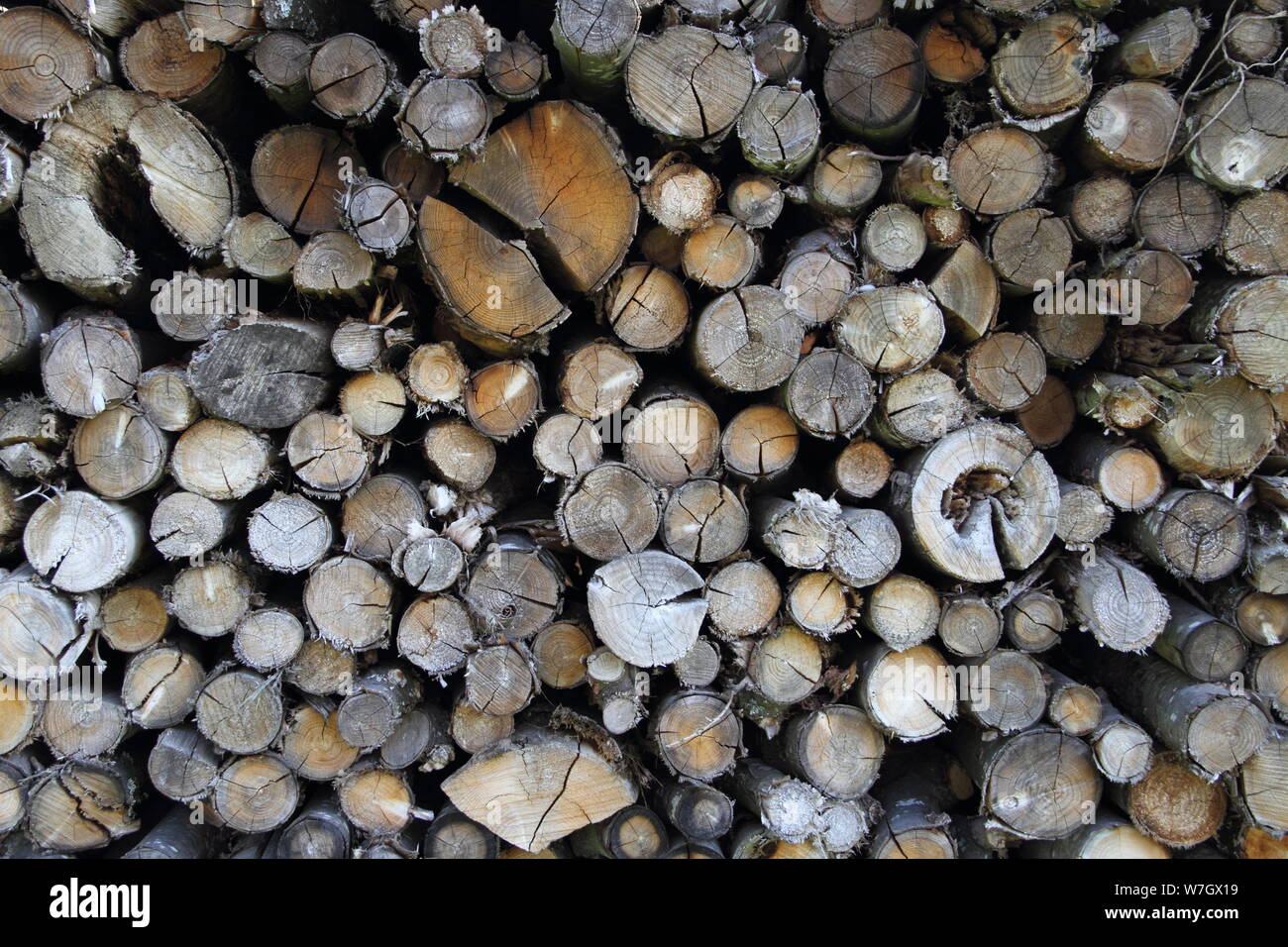 old tree trunks for firewood Stock Photo Alamy