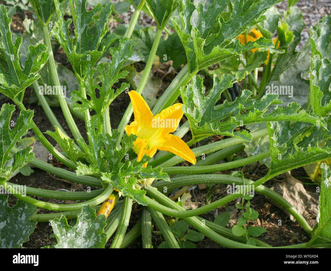 Courgette flower Cucurbita pepo growing on an allotment Stock Photo