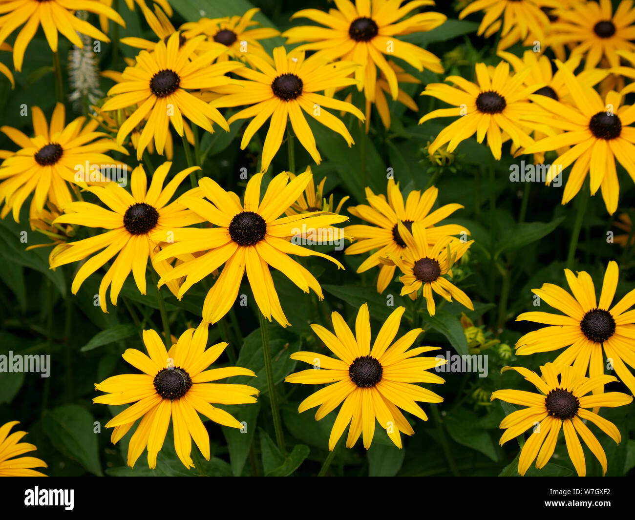 Yellow daisy like flowers- Black eyed Susan-Rudbeckia Stock Photo - Alamy