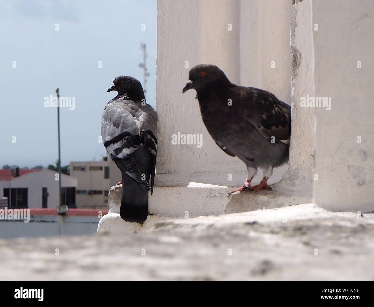 pidgeons on the roof talking to each other.Leon, Nicaragua Catherdral Stock Photo