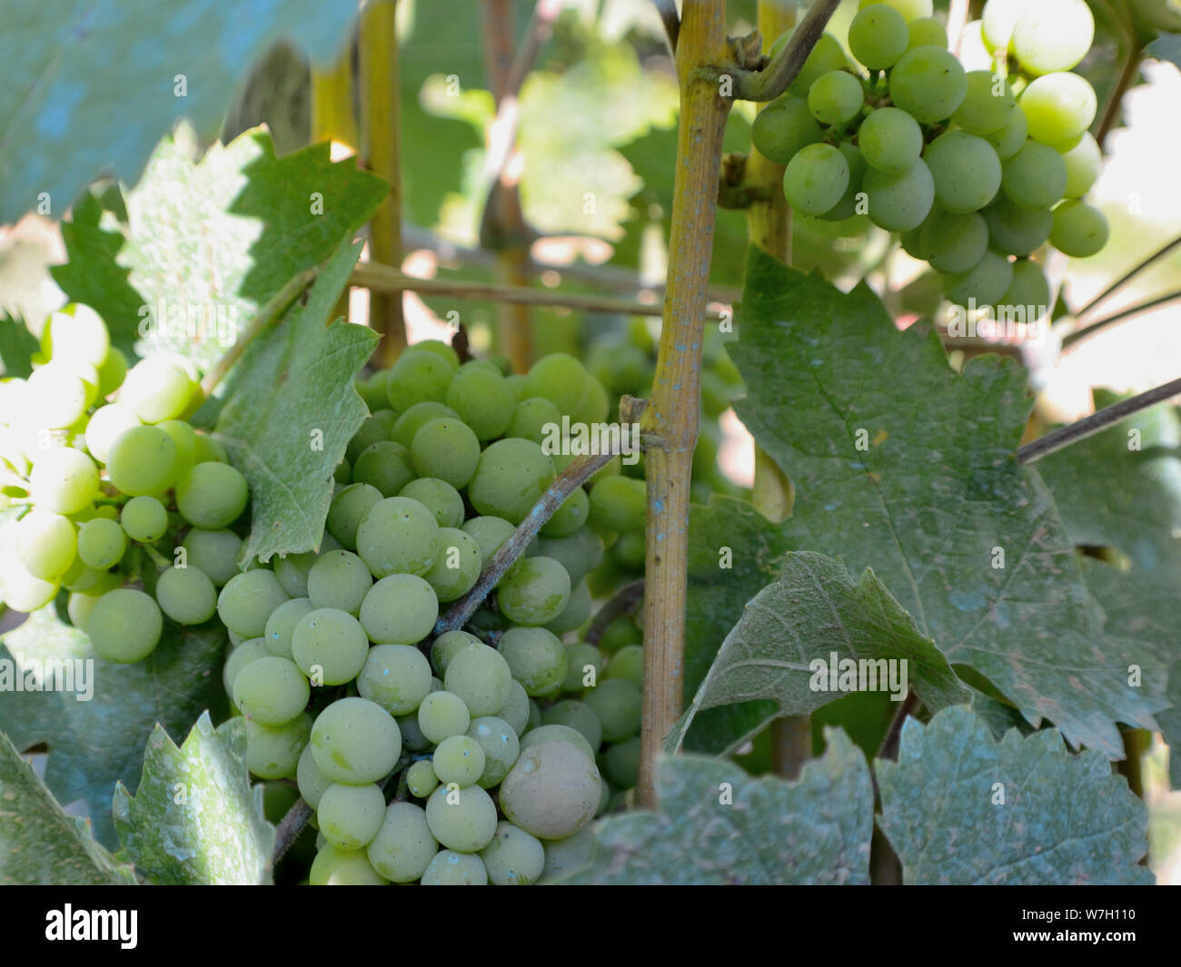 Green grapes hanging on a vine Stock Photo