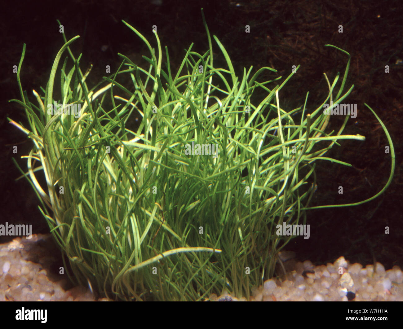 Carolina grasswort, Lilaeopsis carolinensis Stock Photo