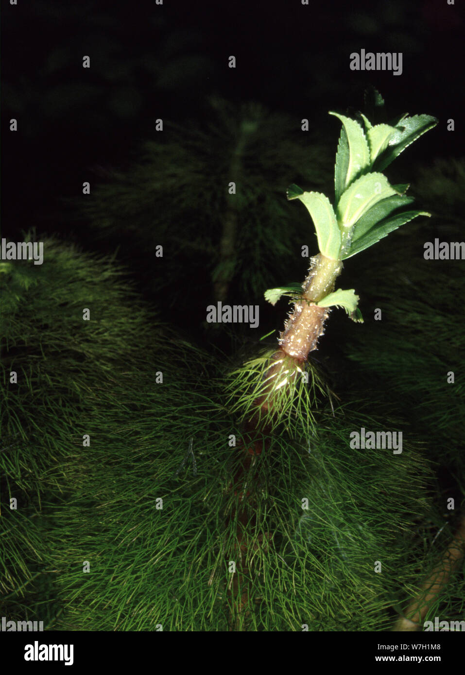 Giant Ambulia, Limnophila aquatica Stock Photo
