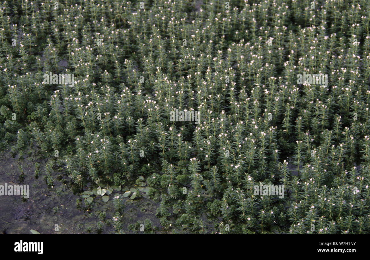 Dwarf ambulia or Asian marshweed, Limnophila sessilifora Stock Photo