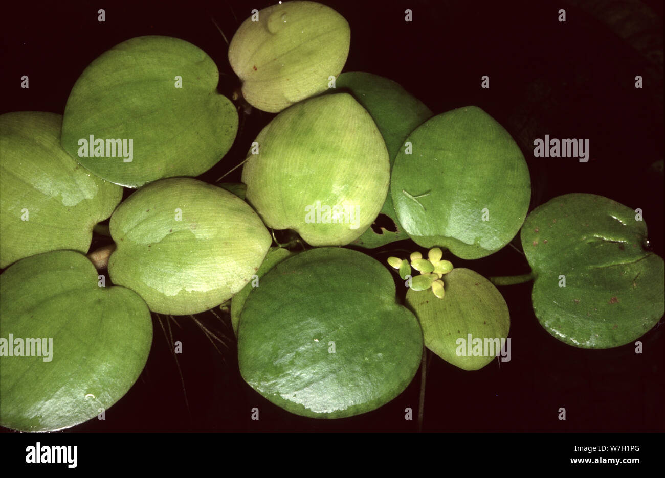 West Indian spongeplant or Amazon frogbit, Limnobium laevigatum Stock Photo