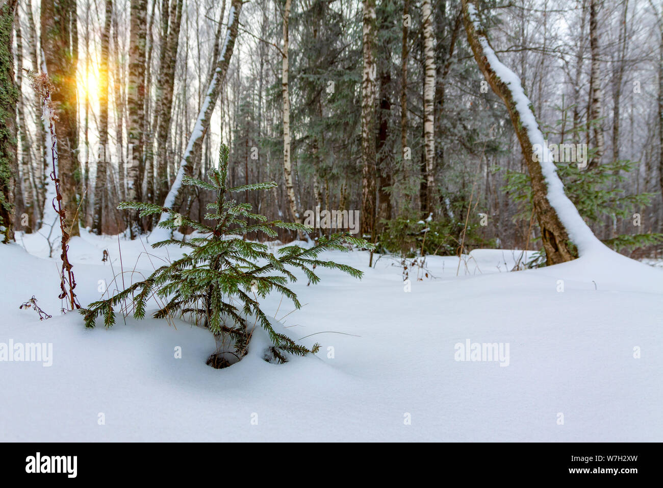 A small tree grows in the winter forest. Stock Photo