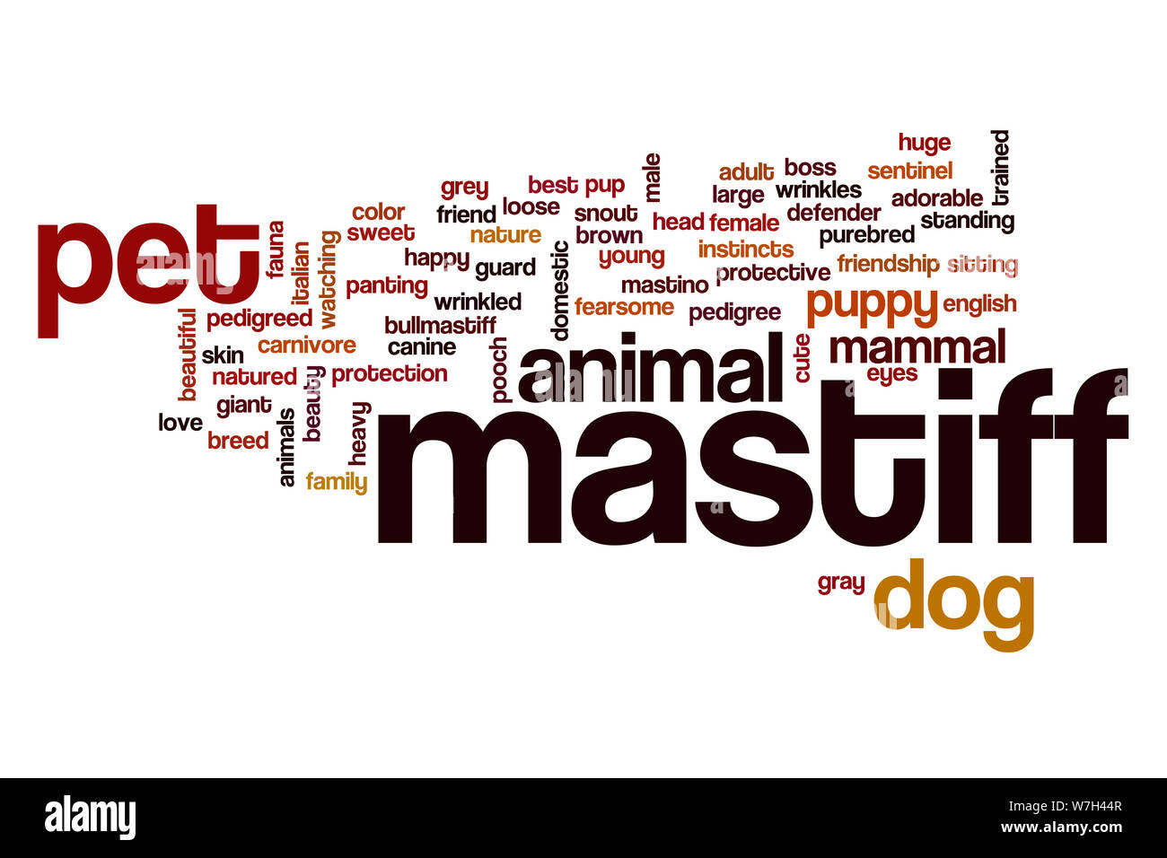 Mastiff word cloud Stock Photo