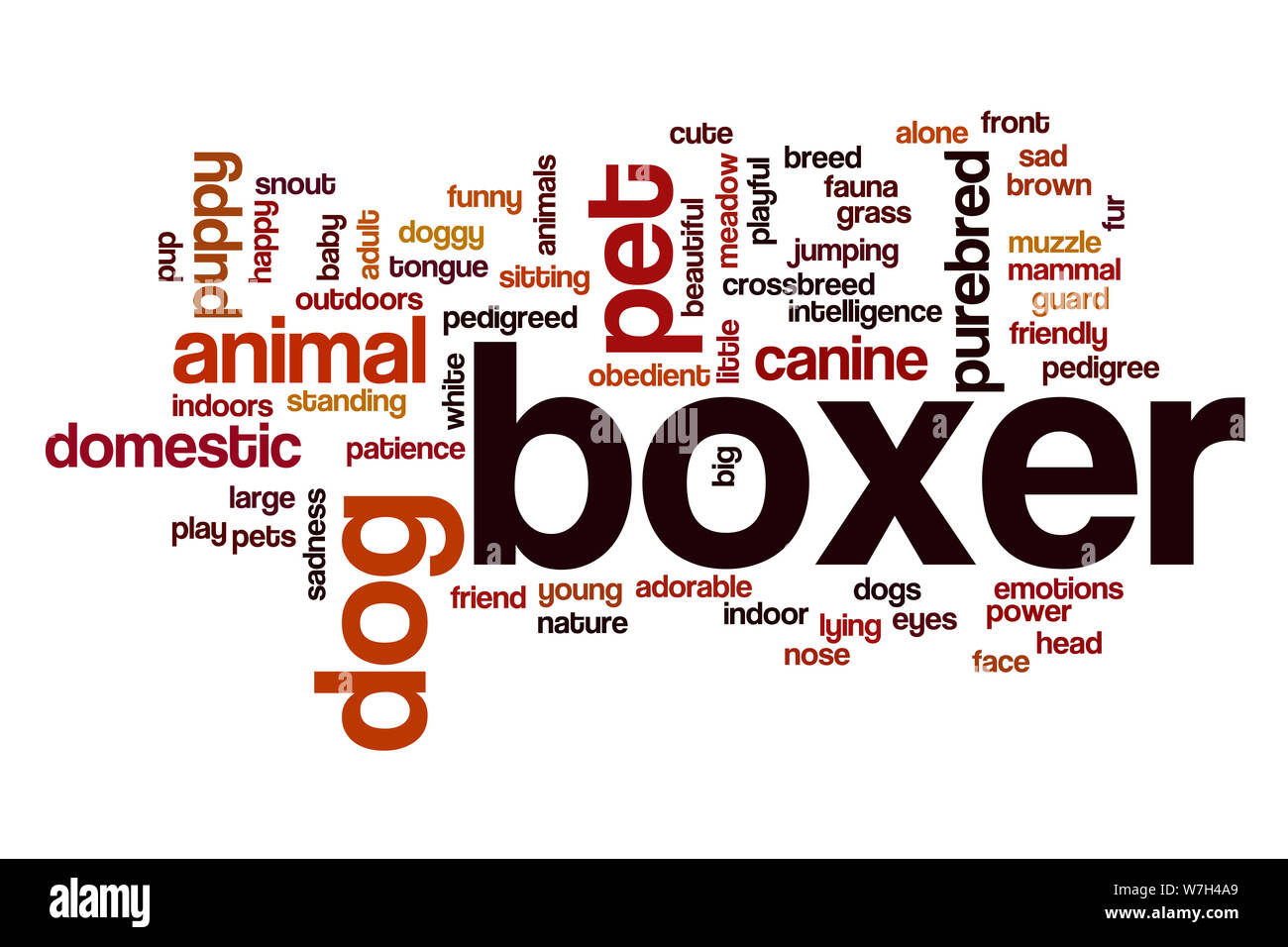 Boxer word cloud Stock Photo Alamy