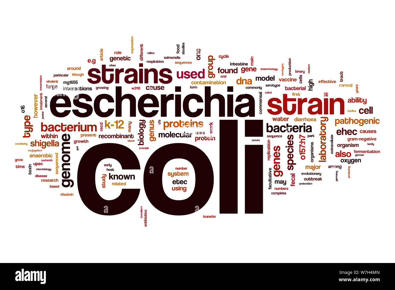 Escherichia coli word cloud Stock Photo
