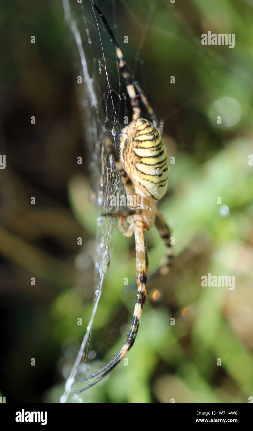 wasp spider Burgundy France Stock Photo