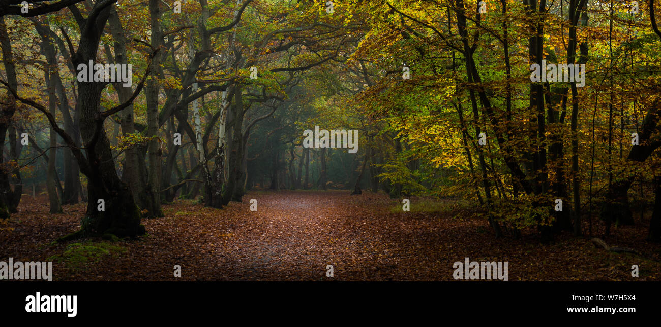 Autumn colour in Burnham Beeches Stock Photo - Alamy