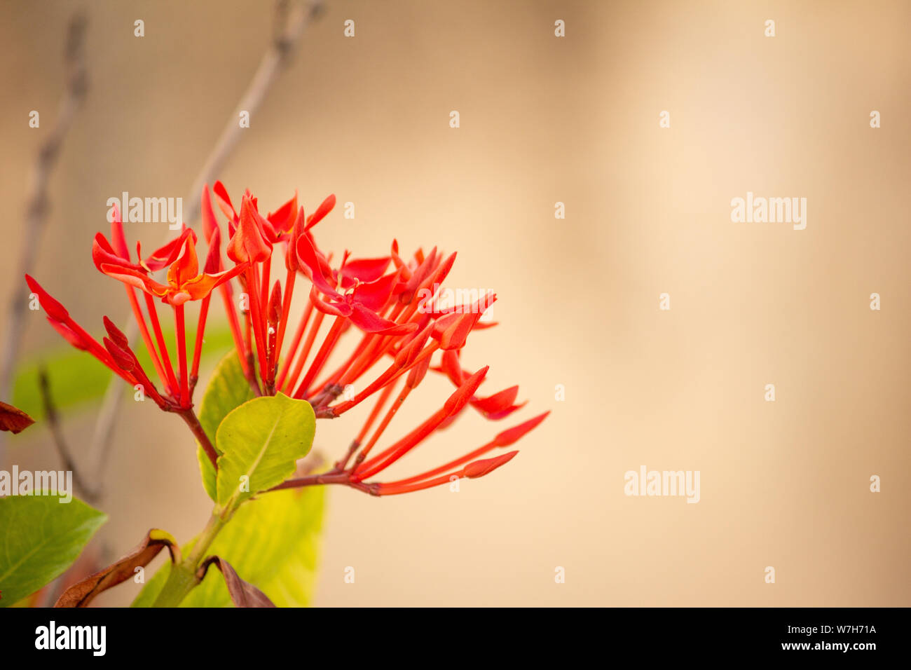 Flowers of tamil nadu hires stock photography and images Alamy