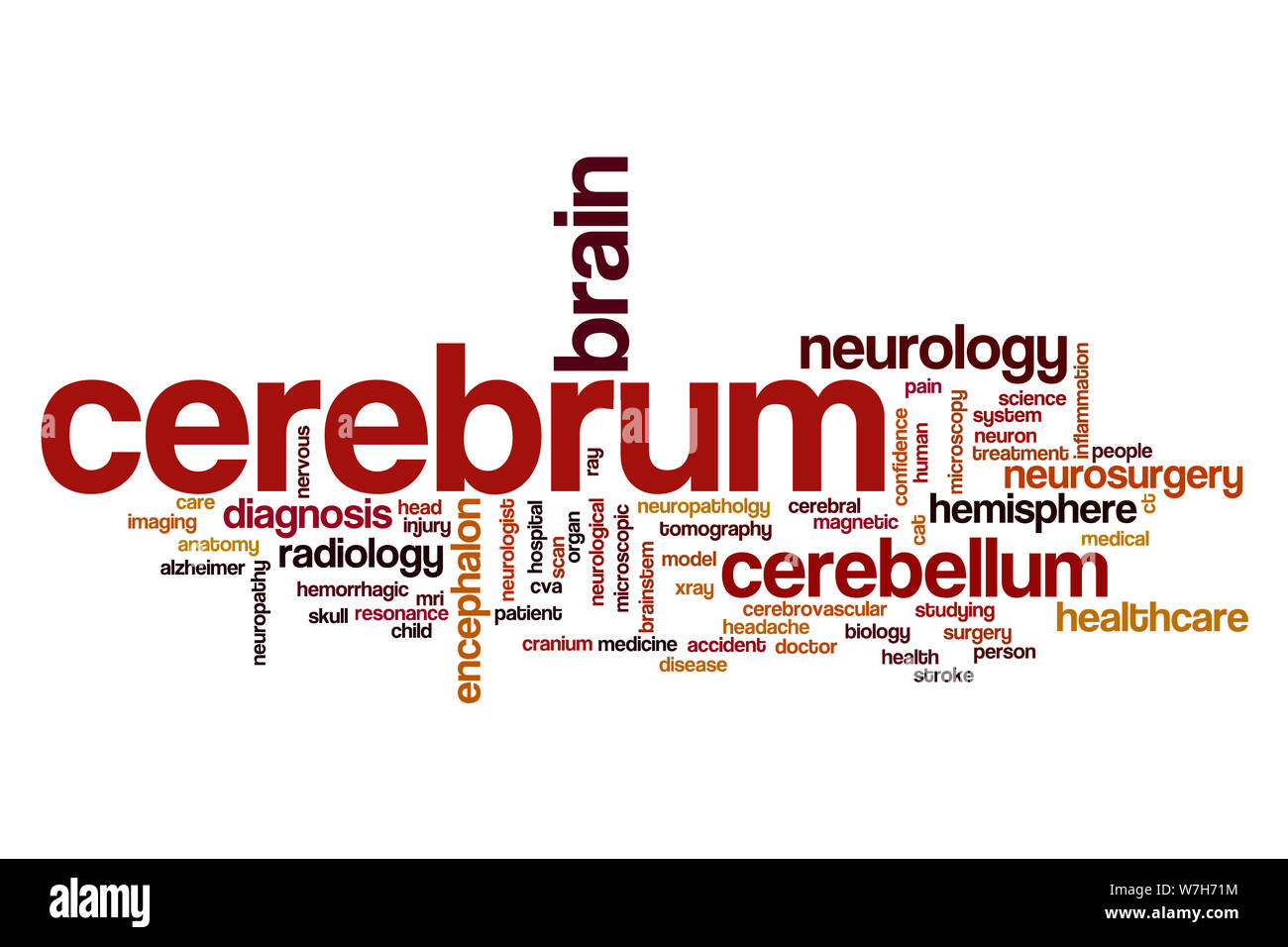 Cerebrum word cloud concept Stock Photo