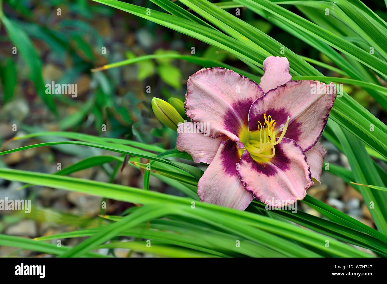 Beautiful blossoming pink with purple Day Lily or Hemerocallis close up in the summer garden. Delicate flower with leaves. Gardening, floriculture and Stock Photo
