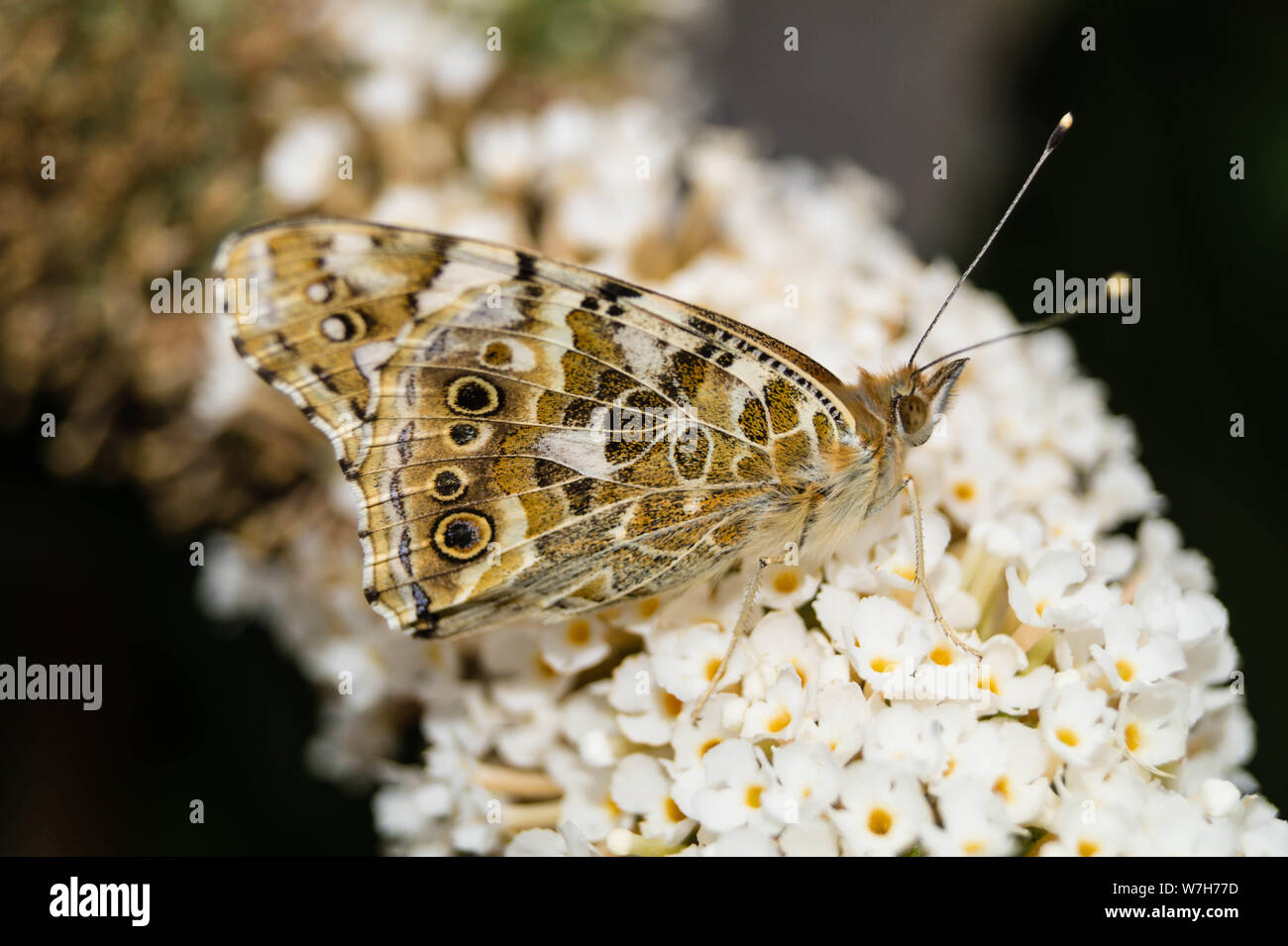Butterfly Vanessa Cardui or Cynthia Cardui in the Garden Stock Photo