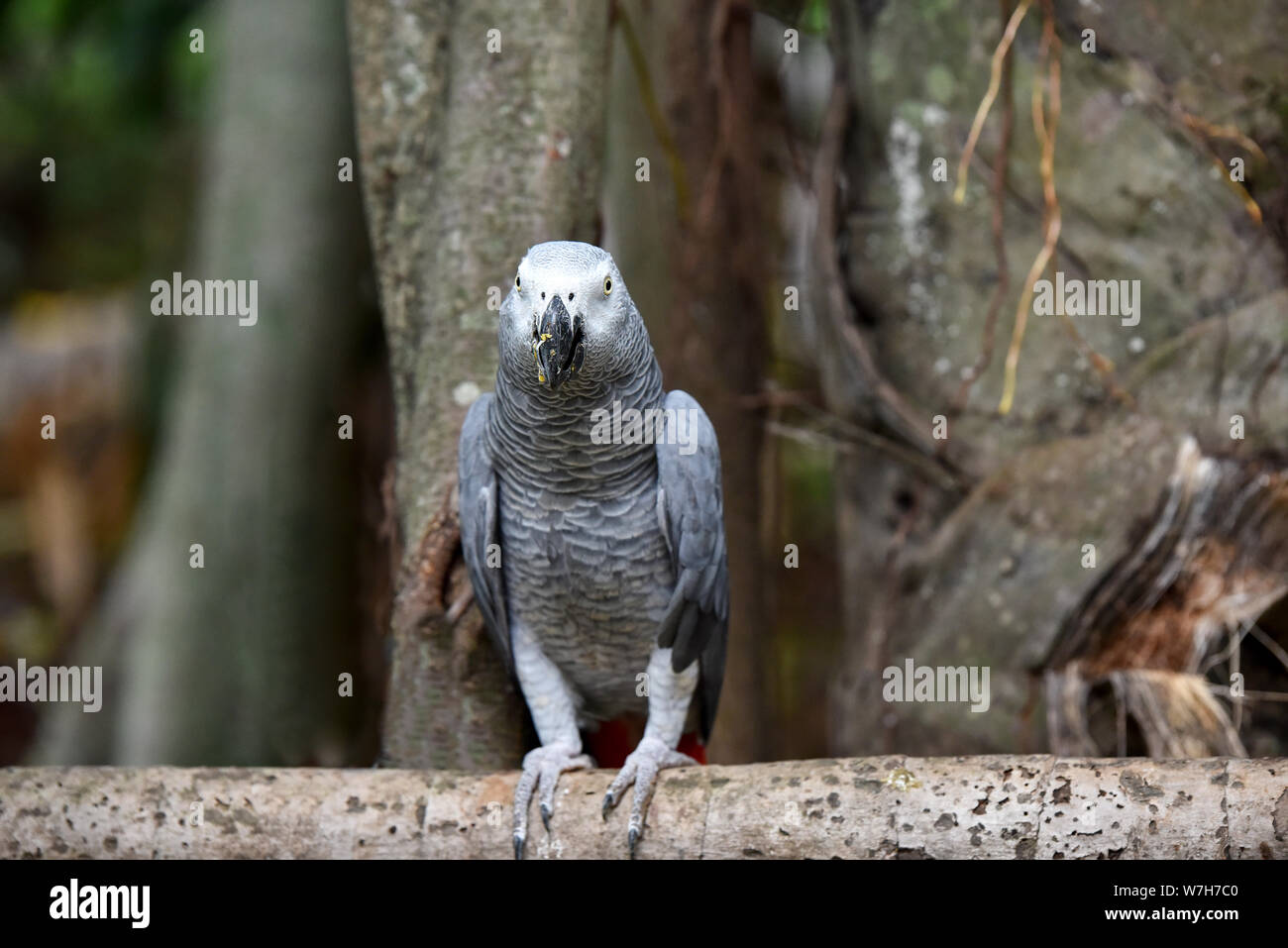African Grey Parrot (Psittacus Erithacus) at rainforest Stock Photo