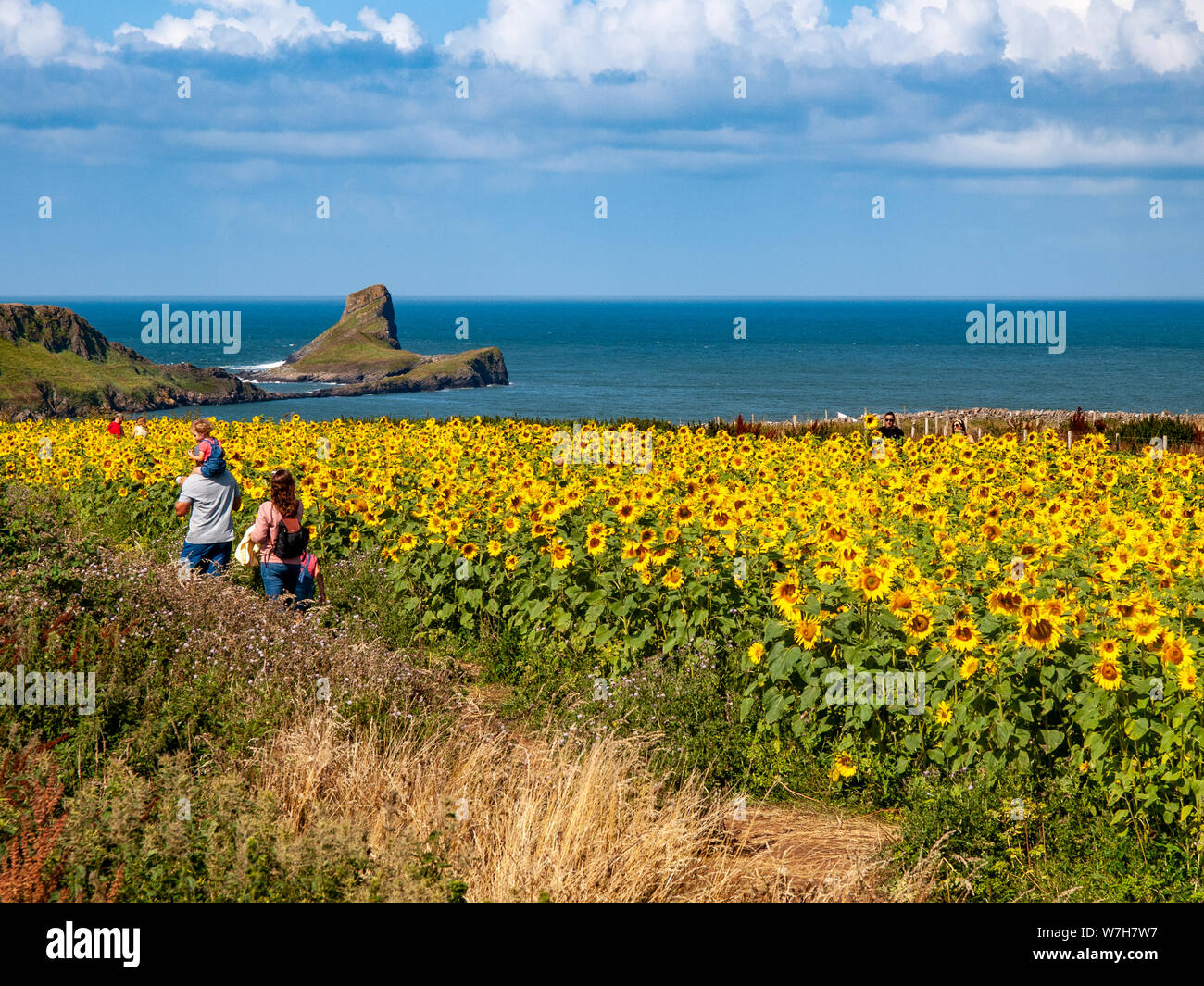Sunflower field at Rhossili in August 2019. Family walking through the