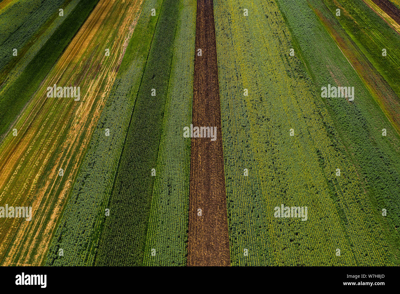 Aerial view of cultivated agricultural fields in summer, beautiful ...