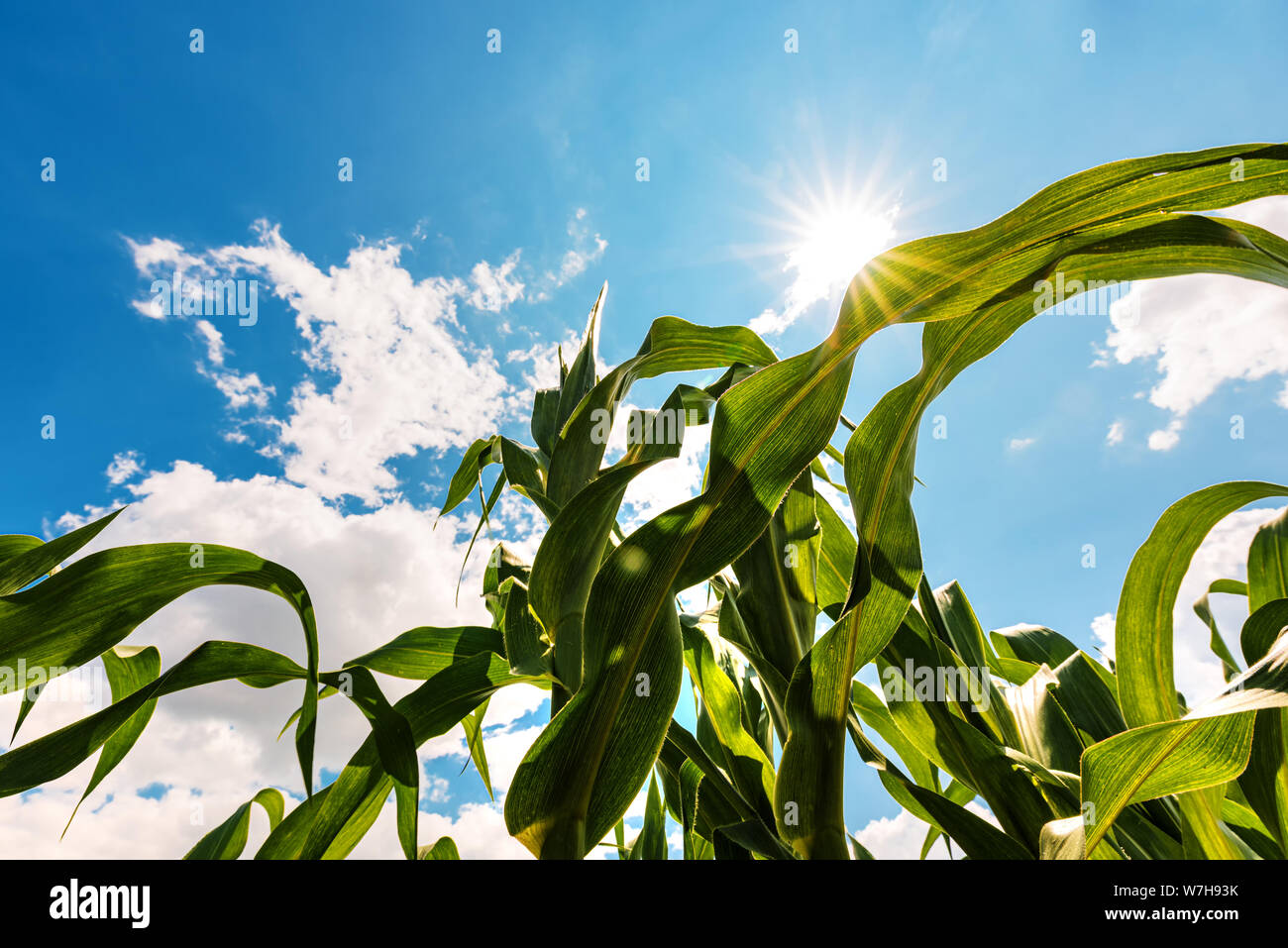 Green corn plant growing high up to the sky. Low angle view of cultivated maize plantation against warm summer sun. Stock Photo