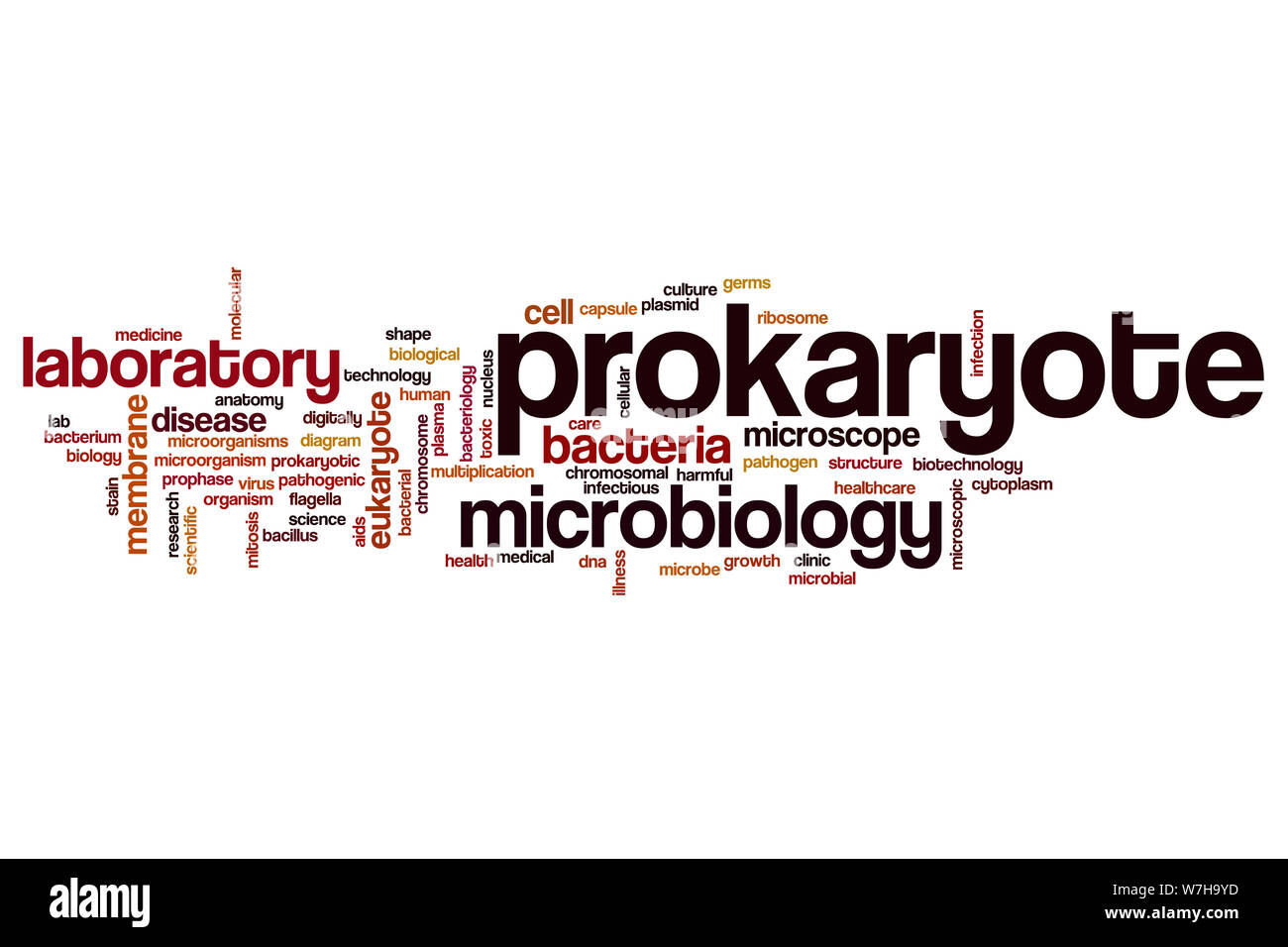 Prokaryote word cloud concept Stock Photo