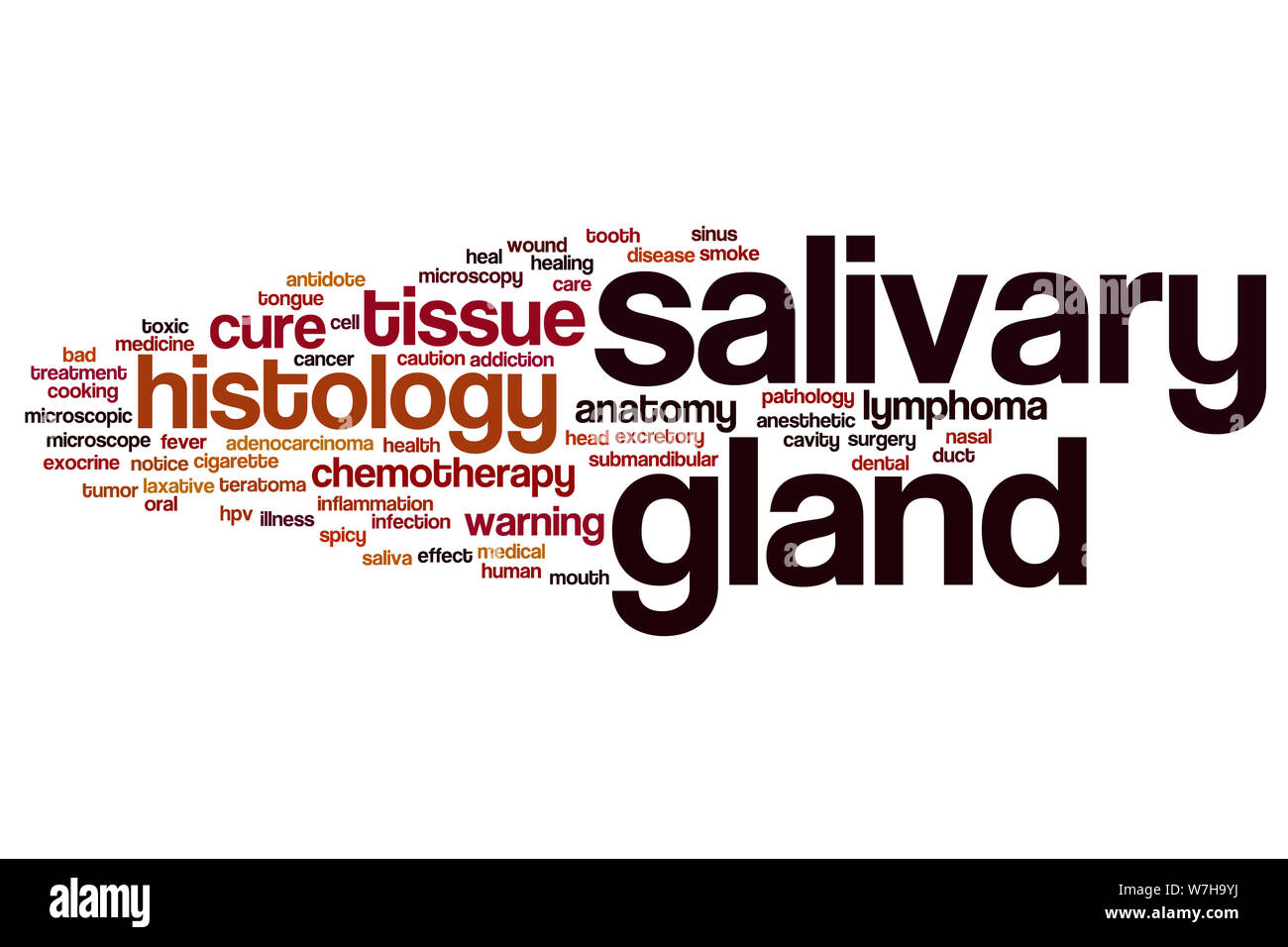 Salivary gland word cloud concept Stock Photo