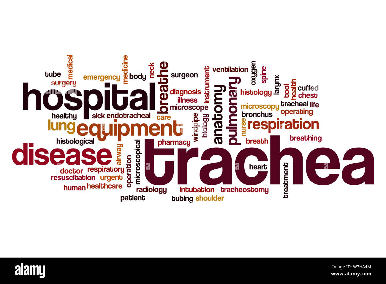 Trachea word cloud concept Stock Photo