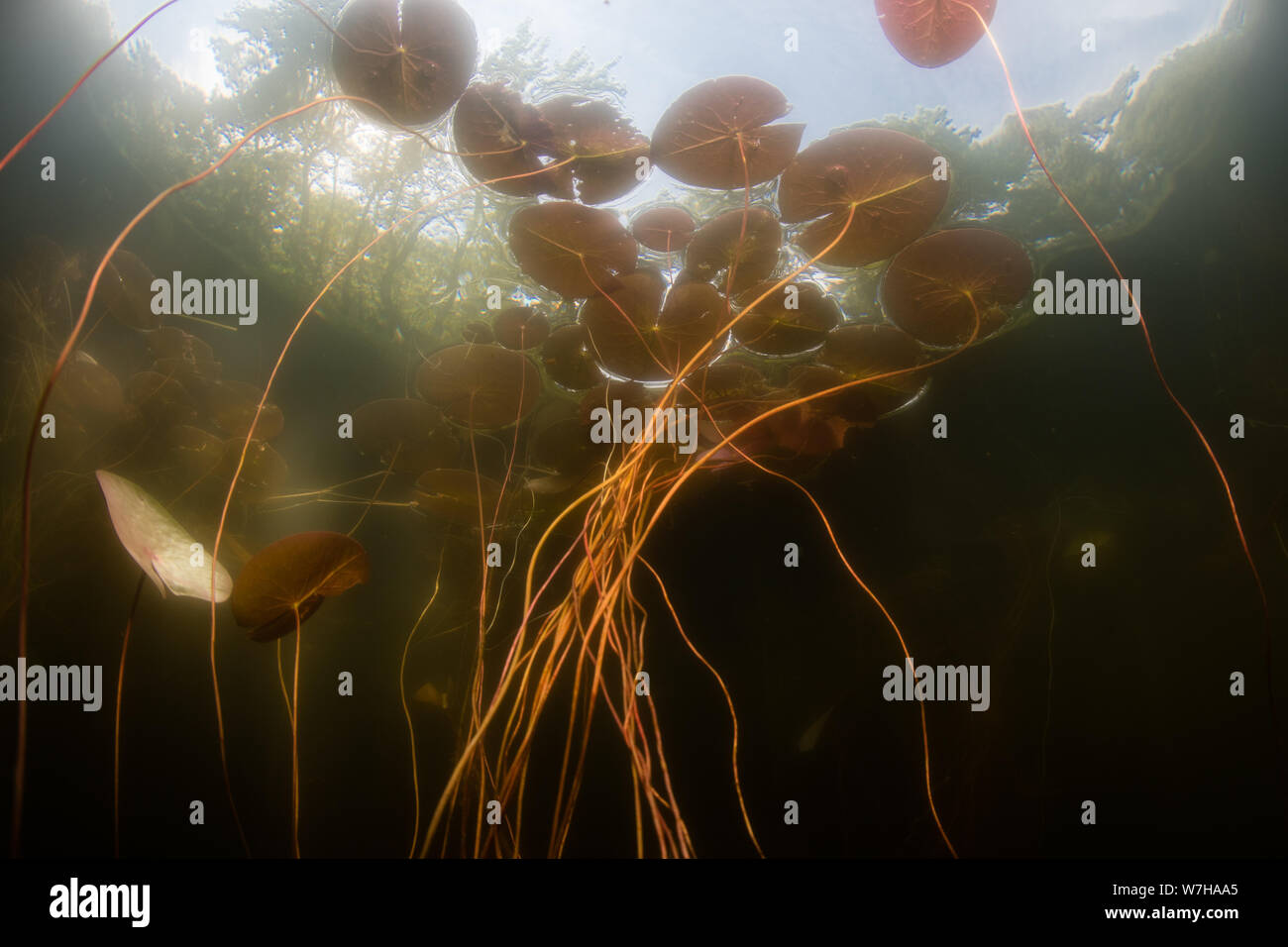 Lily pads grows wild in a shallow pond on Cape Cod, Massachusetts