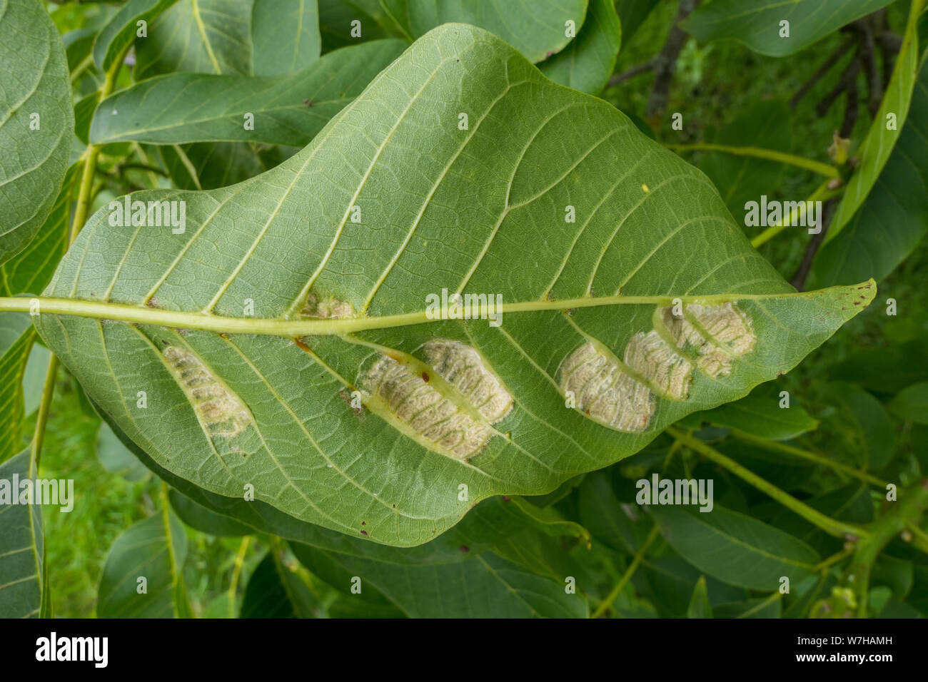 Damage caused on wallnut tree leaves by the Walnut gall mite ( Phytotus tristriatus ) Stock Photo